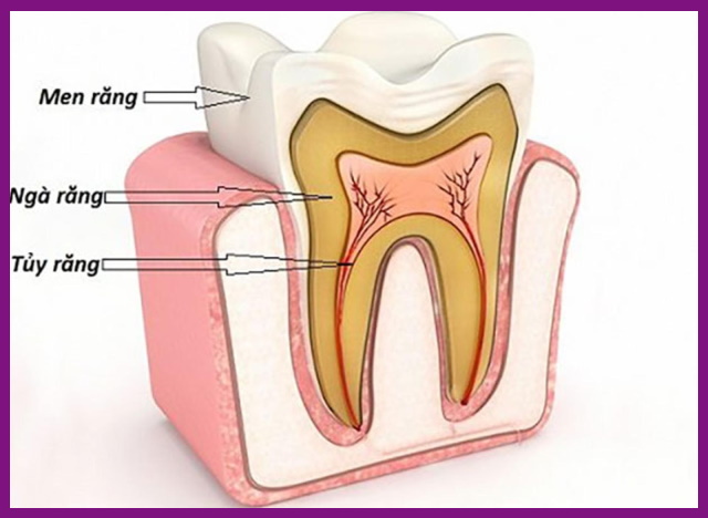 tủy răng là phần nằm sâu bên trong răng