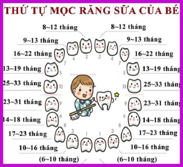 thứ tự mọc răng của bé